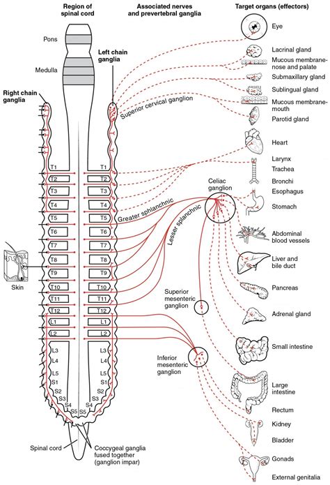 Divisions Of The Autonomic Nervous System Anatomy And Physiology I