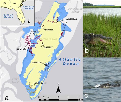 Map And Photos Of Alligators Tracked With Gpsvhf Transmitters A Map