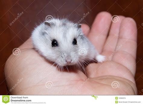 Hamster In Hand Stock Image Image Of Animal Domestic 12063215