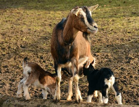 Choosing The Best Breed Of Dairy Goat For Your Homestead House