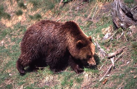 Brown Bear Ursus Arctos Linnaeus 1758