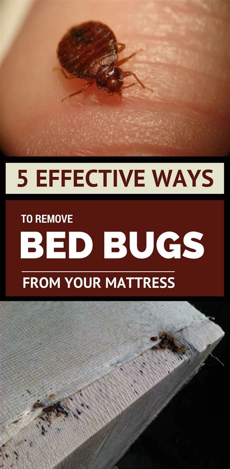 5 Effective Ways To Remove Bed Bugs From Your Mattress Bed Bugs