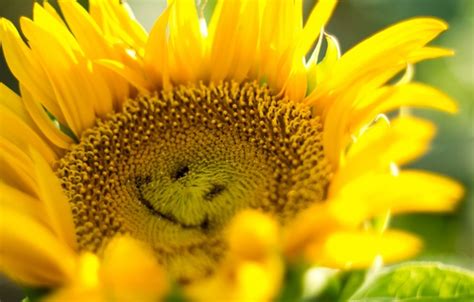 Doraemon 1080p, 2k, 4k, 5k hd wallpapers free download, these wallpapers are free download for pc, laptop, iphone, android phone and ipad desktop Wallpaper light, smile, sunflower, petals images for desktop, section цветы - download