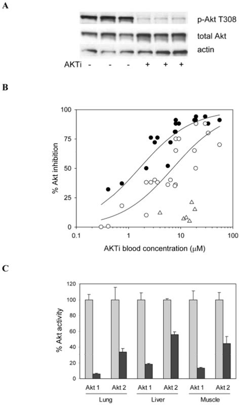 Correlations Between Pk And Pharmacodynamic Effects In Mouse Tissues