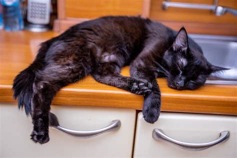 Black Cat Sleeps In The Kitchen On The Sink Stock Image Image Of
