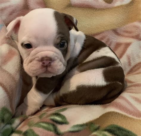 1 year old english bulldog male pure breed up to date on vaccines no papers not fixed very friendly gets along with dogs and. English Bulldog Puppies For Sale | Kansas City, KS #334866