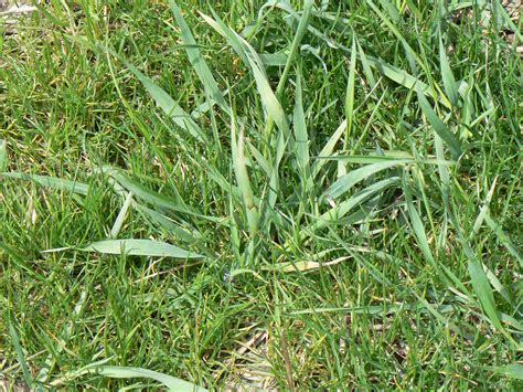 View Topic Quack Grass In Buffalo Lawn • Home Renovation And Building Forum