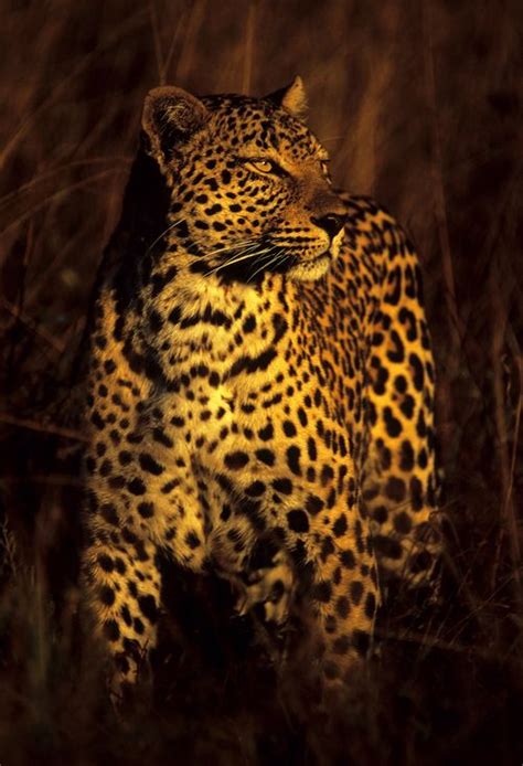 Golden Leopard By Rudi Hulshof Big Cats Wild Cats Animals Beautiful