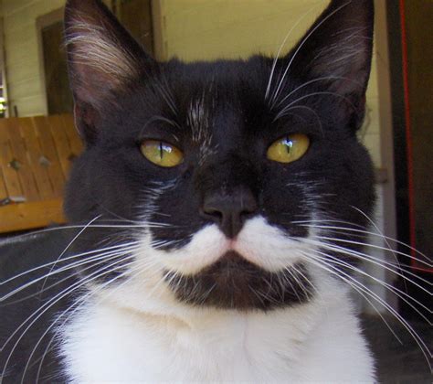 Cat Friday Cats With Moustaches Edition Bloglander