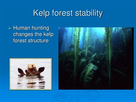 Ppt Sea Otters Life And Death Powerpoint Presentation Free Download