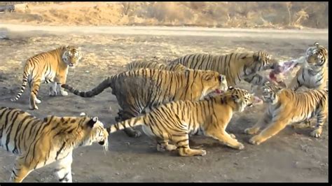 Tigers Eating A Goat In China Video Stabilized Youtube