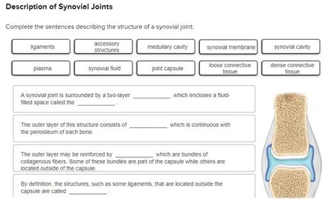 Solved Description Of Synovial Joints Complete The Sentences Chegg Com