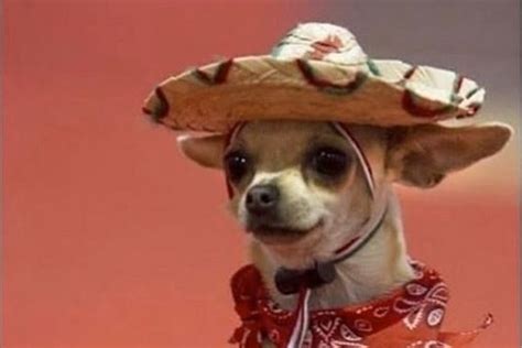 15 More Hysterical Chihuahua Memes That Will Make You Laugh Kulturaupice