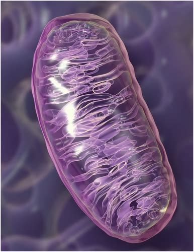 Unraveling Environmental Effects on Mitochondria | Environmental Health Perspectives | Vol. 118 ...