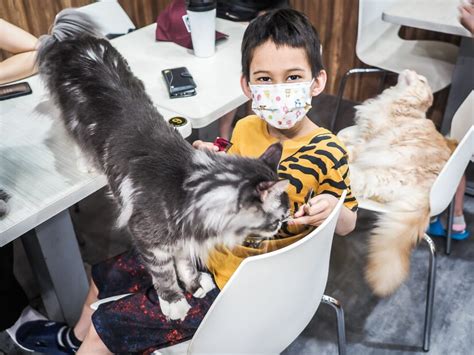 The Best Cat Cafes In Taipei The Birthplace Of Cat Cafe Culture