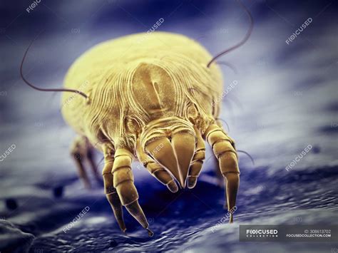 Dust Mite Parasite Microscopic Digital Illustration — Sickness