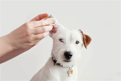 Dog Ear Bleeding Cause Symptoms And Treatment