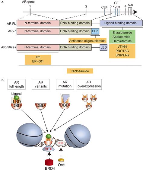 Frontiers Recent Discoveries In The Androgen Receptor Pathway In Castration Resistant Prostate