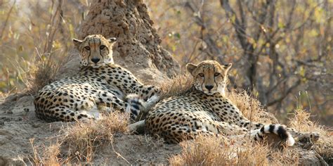 Pulling South African cheetahs back from the edge | GVI USA