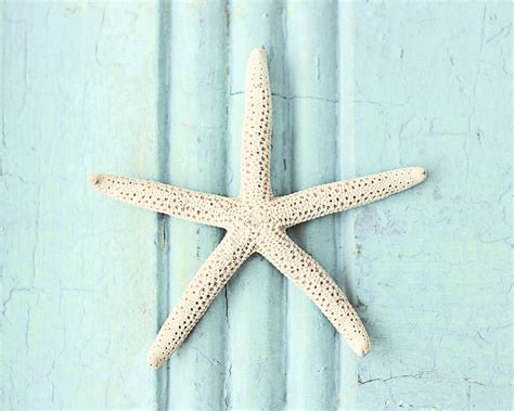 Starfish Art Coastal Wall Art Nautical Bathroom Decor Beach Etsy
