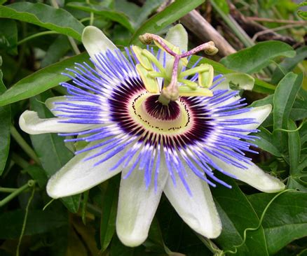Purple passionflower on a white background. flowers for flower lovers.: Passion flowers.