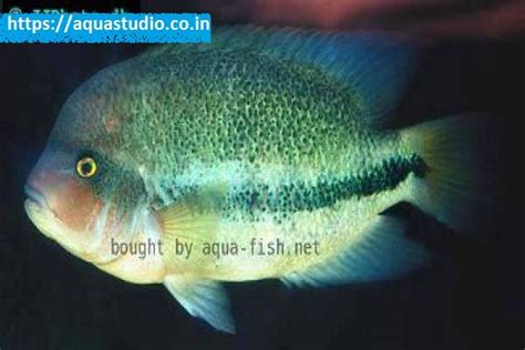 Vieja Fenestrata Fish At Best Price In Ahmedabad Aqua Studio