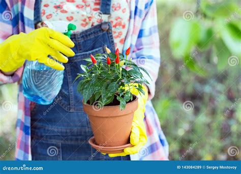 Girl Plants A Plant Stock Image Image Of Ground Fresh 143084289