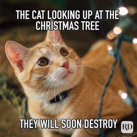 30 Funny Christmas Memes 2021 Readers Digest