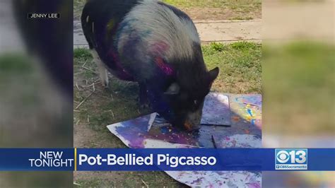 Pot Bellied Pig Produces Award Winning Art In Mokelumne Hill Youtube