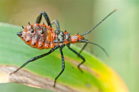 Leptoglossus Nymph Leaf Footed Bug Kaeng Krachan Nationa Flickr