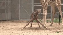 Baby Giraffe Gifs Tenor