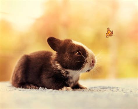 10 Months Of My Baby Bunnies Growing Up Photography By Ashraful