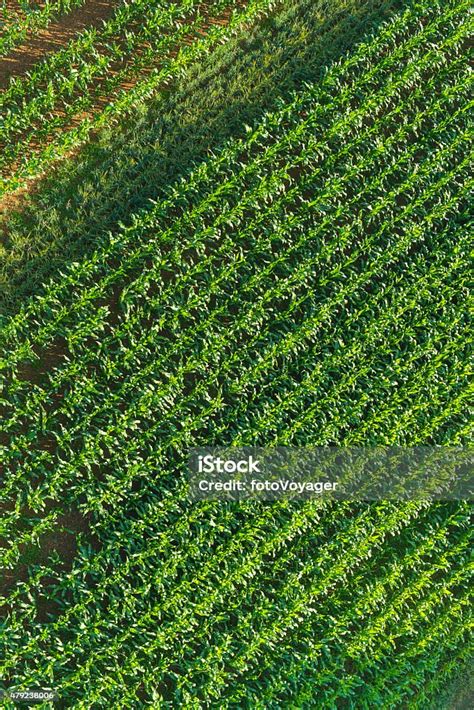 Green Maize Corn Crop Diagonal Rows Aerial View Agricultural Background