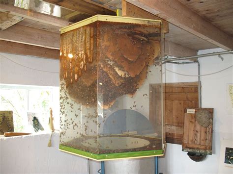 Peering in though airbrick with torch reveals a small colony filling the 8x8x8inch space. Giant Observation Hive | Bee keeping, Bee house, Honey bee