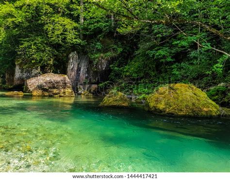 Crystal Clear River Along Forest Stock Photo 1444417421 Shutterstock