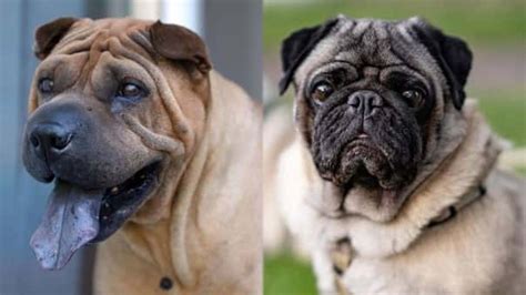 Ori Pei Pug And Shar Pei Mix Dog Breed Guide Info Pics Facts Pet