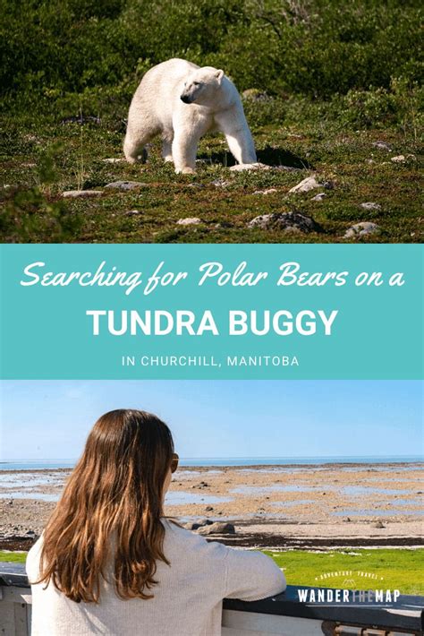 Searching For Polar Bears On A Tundra Buggy Adventure In Churchill