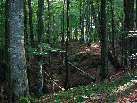 2006092516 Ravine In Beech Forest Sweden Added To The Ha Flickr
