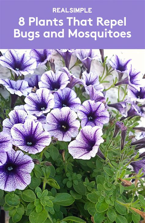 8 Plants That Repel Bugs and Mosquitoes | Grow these in your garden or ...