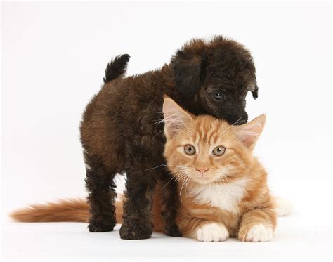 Toy Poodle Puppy With Kitten Photograph By Mark Taylor Fine Art America