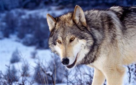 Winter Snow Nature Landscape Wolf Wolves Wallpapers Hd Desktop