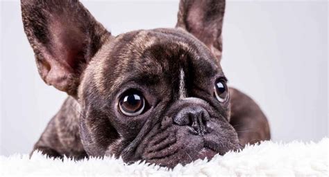 French Bulldog Breed Information Center The Complete Frenchie Guide