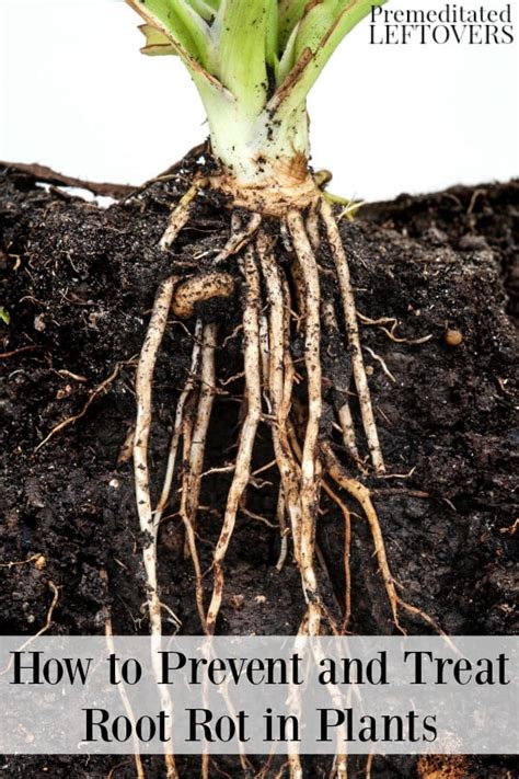 We did not find results for: How to Prevent and Treat Root Rot in Plants and Keep Your ...
