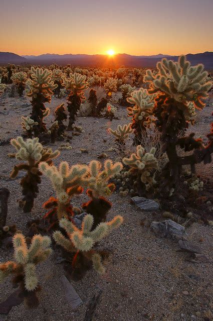 Cholla Cactus Sunrise At Cholla Cactus Garden In Joshua Tr Flickr