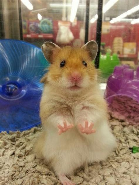 20 Interesting Facts About Hamsters That You May Not Know Artofit