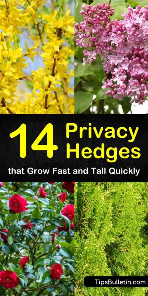 Glossy green shrubs like these grow in a tight and dense form, giving you complete privacy, with plants. 14 Privacy Hedges that Grow Fast and Tall Quickly | Fast ...