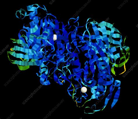 Molecular Model Of Lipase An Enzyme Stock Image A6050110