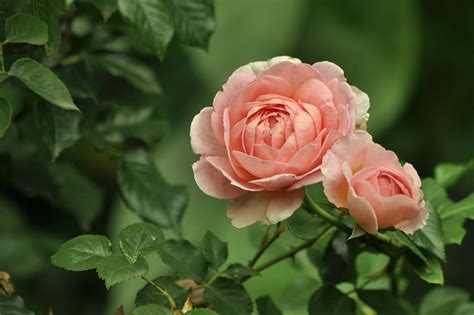 Flowers Rose Pink Free Photo On Pixabay