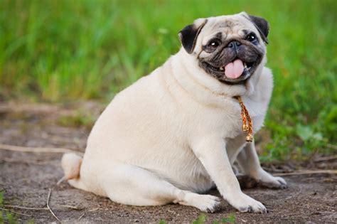 Dog Breeds Most At Risk Of Being Obese Dogtime