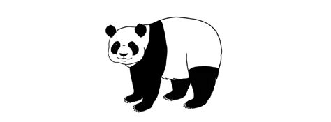 The panda's body color is black and white, with round cheeks, big dark circles, and a chubby body. How to Draw a Panda Step by Step